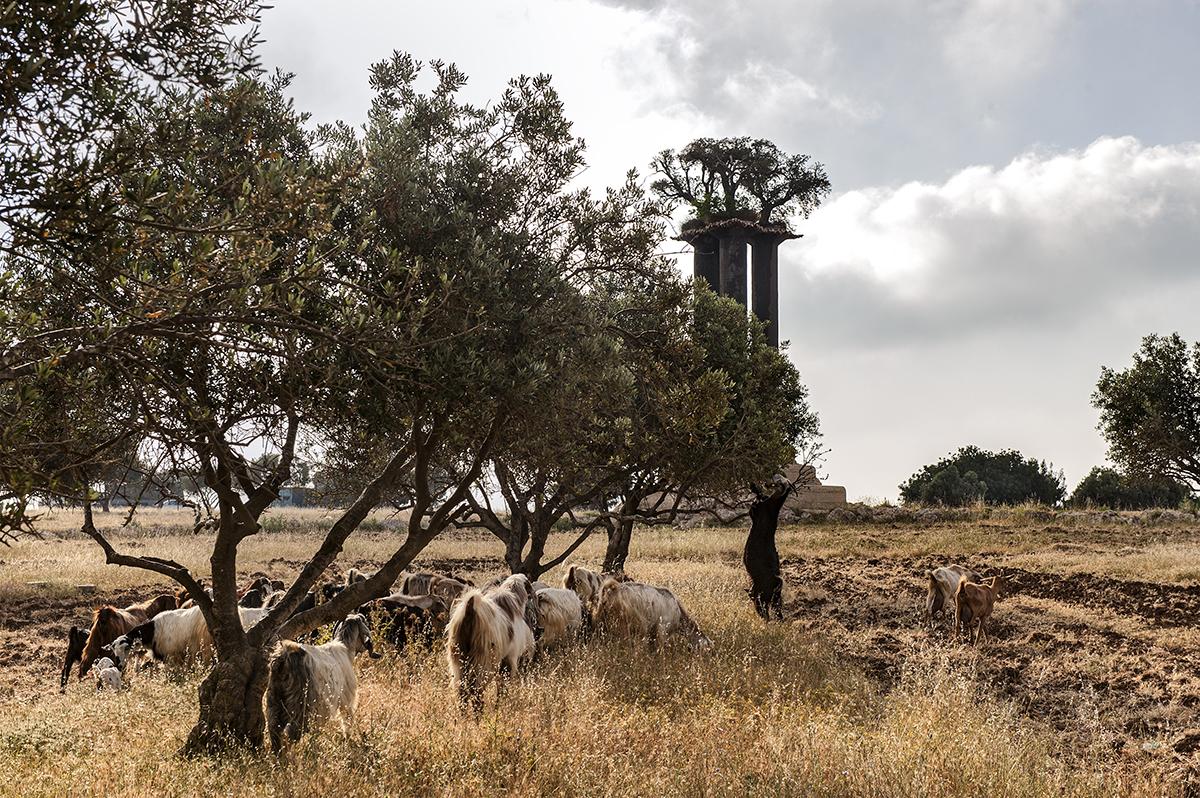 Ramat Rachel Resort Gerusalemme Esterno foto